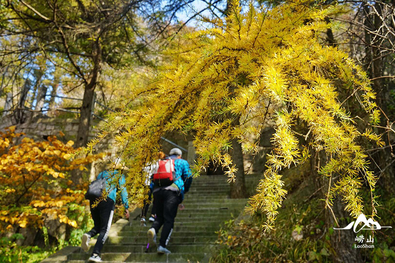 情暖重阳 孝行崂山,周末陪父母开启一场登高祈福之旅