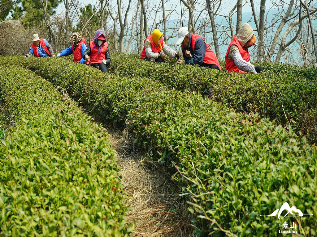 四月初崂山有种黄金芽的春茶上市了-青岛崂山茶网