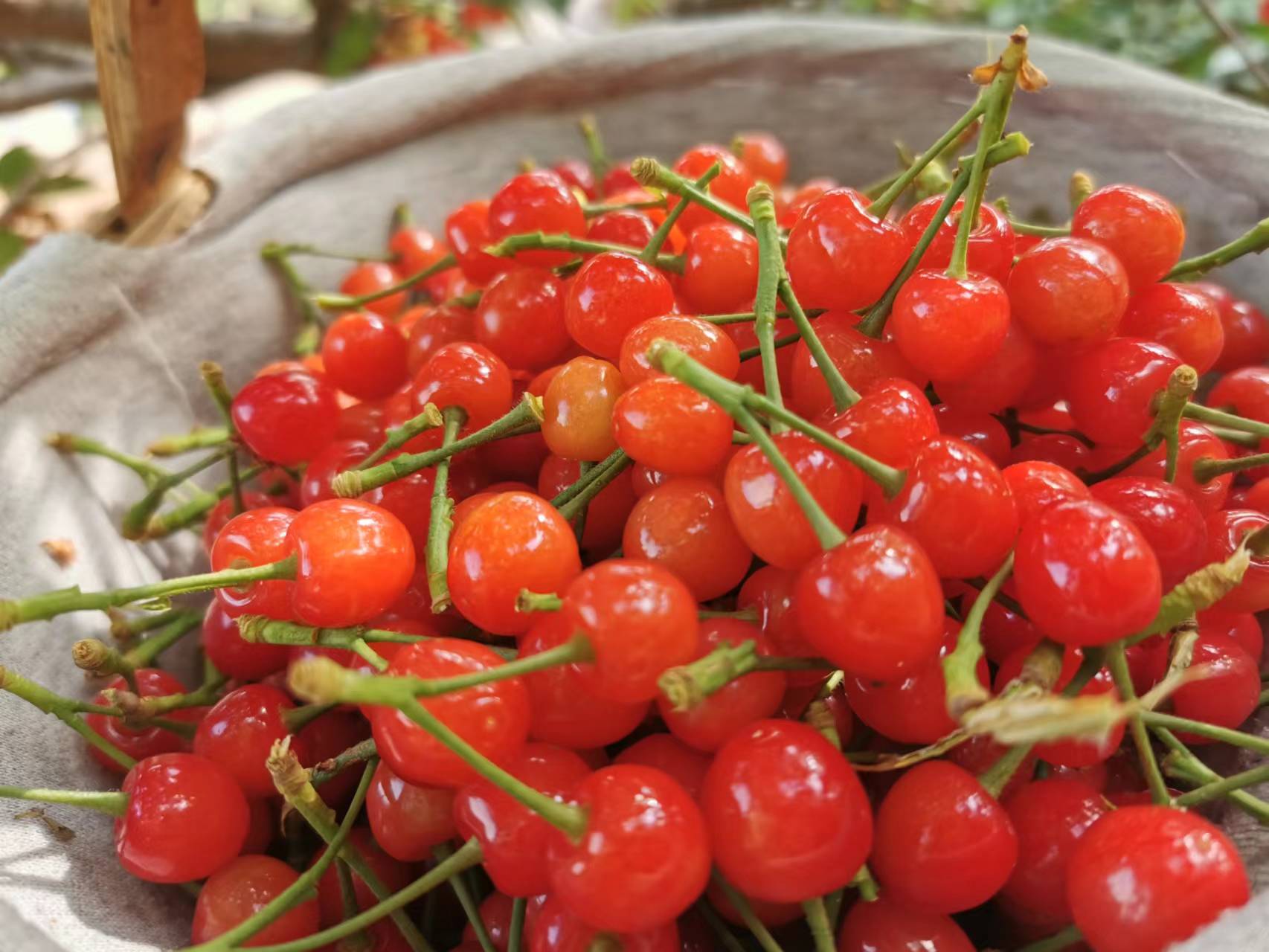 崂山樱桃熟了快来炫