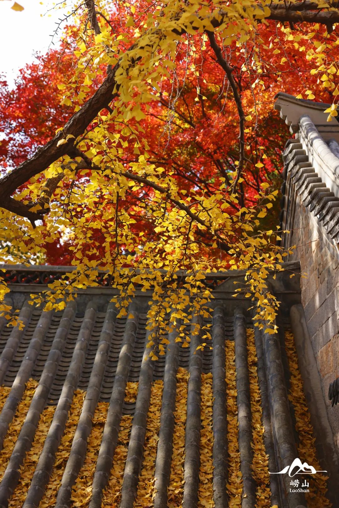 青岛崂山上清宫银杏树图片